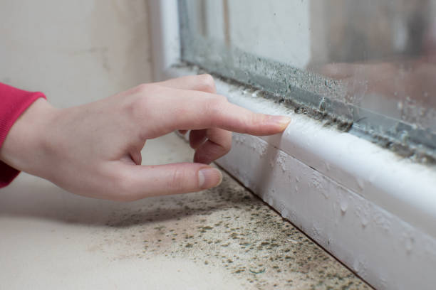 Columbus Af, MS Mold Removal Company