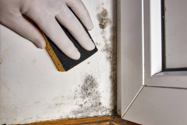 Best Black Mold Removal  in Columbus Af, MS